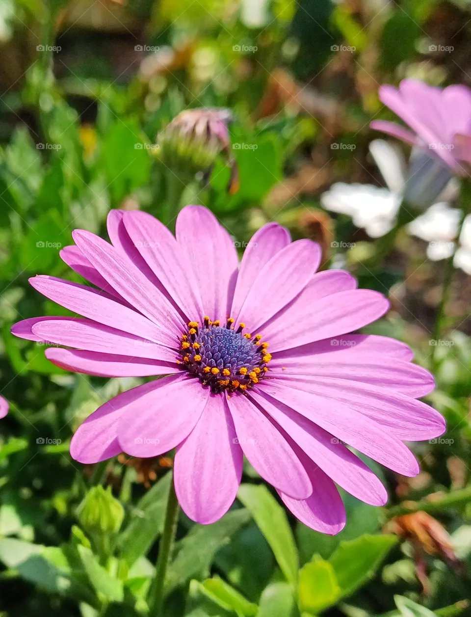 purple flowers
