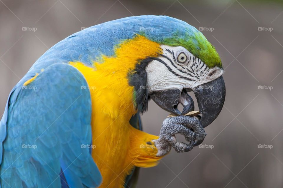 Blue and yellow parrot portrait