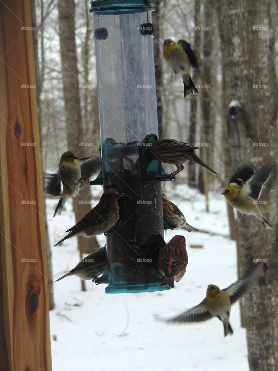 Bird feeding frenzy