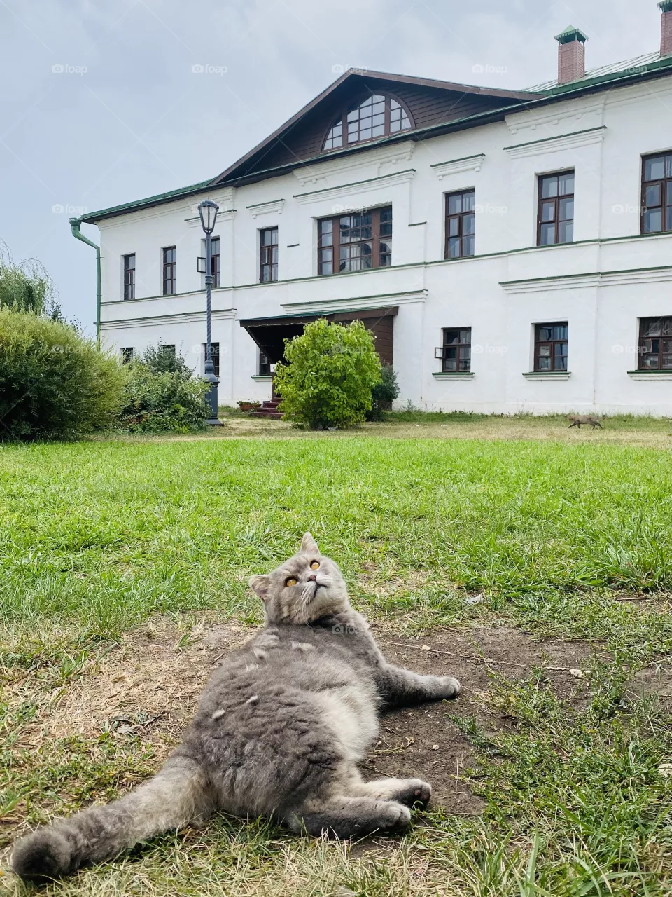 Cat resting