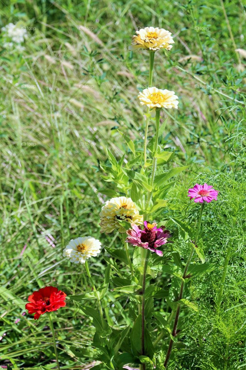 Flowers