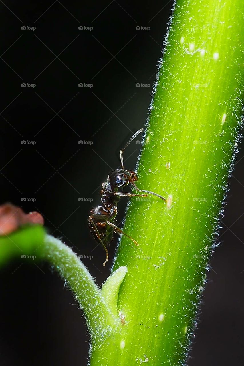 ant