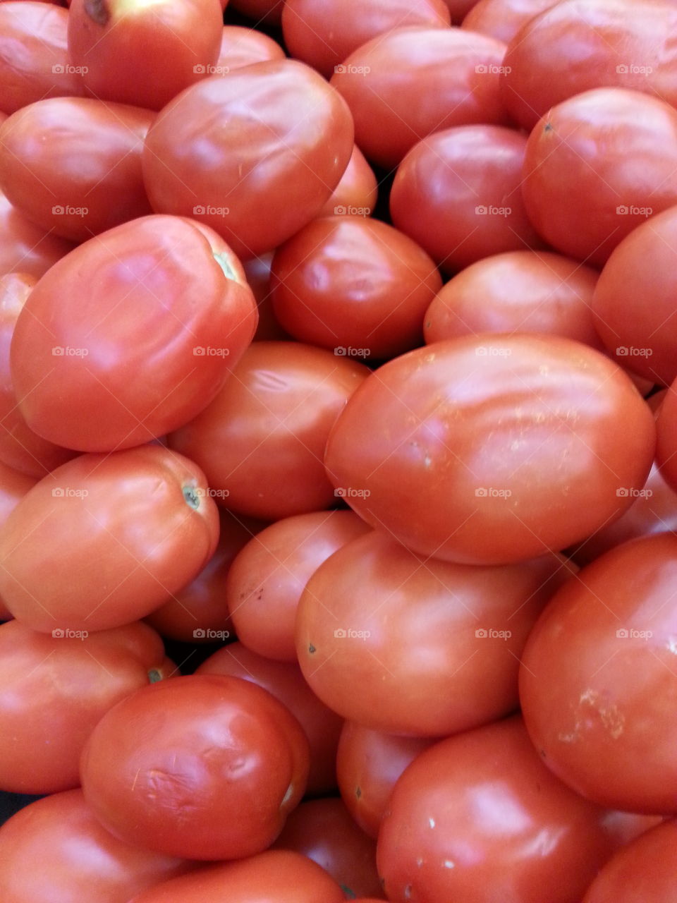 tomatoes. vegetable