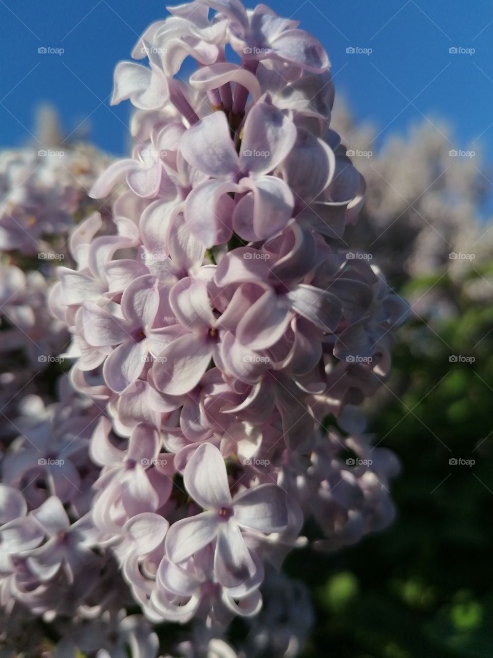 Lilac