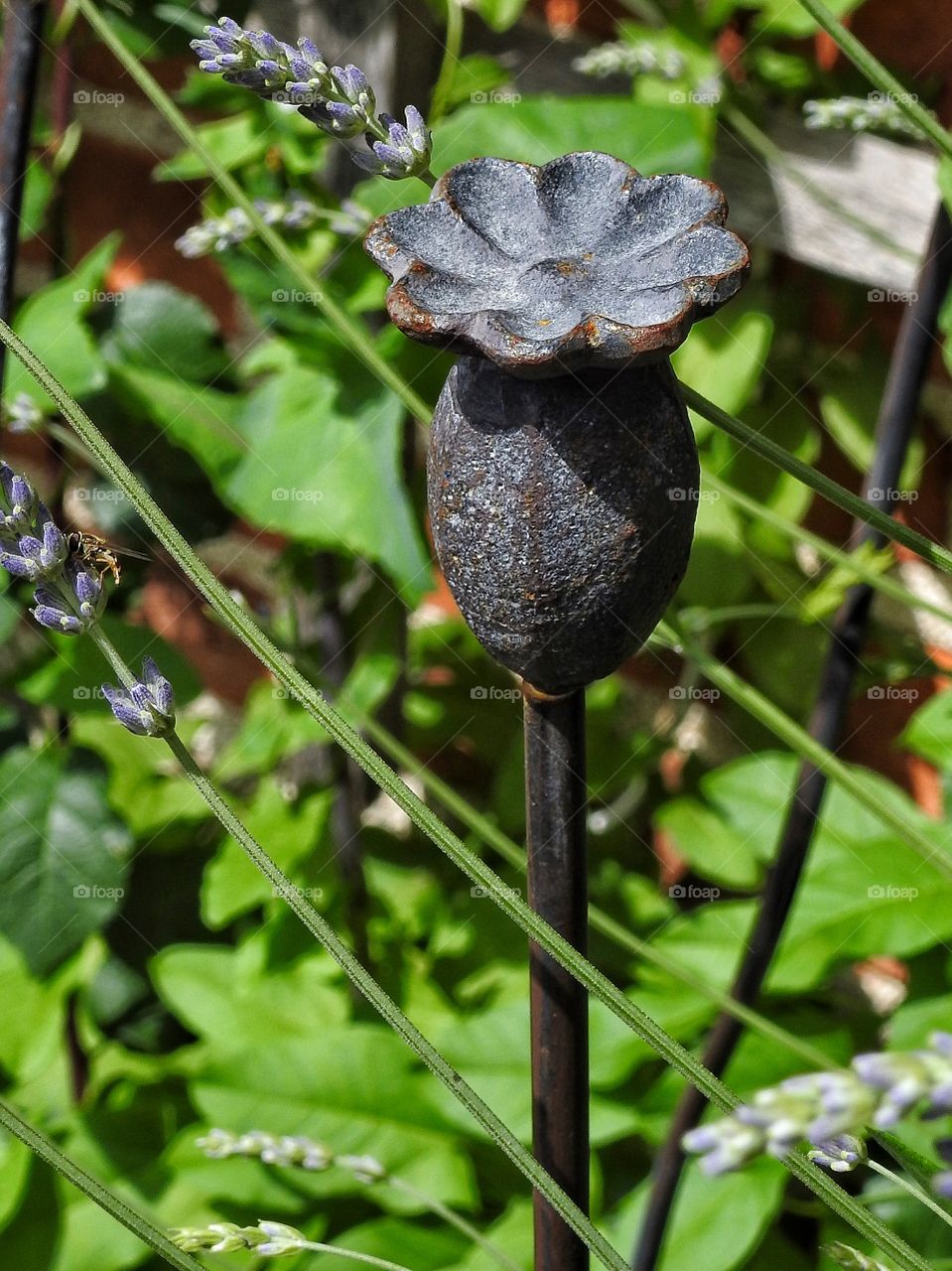 Close-up of plant