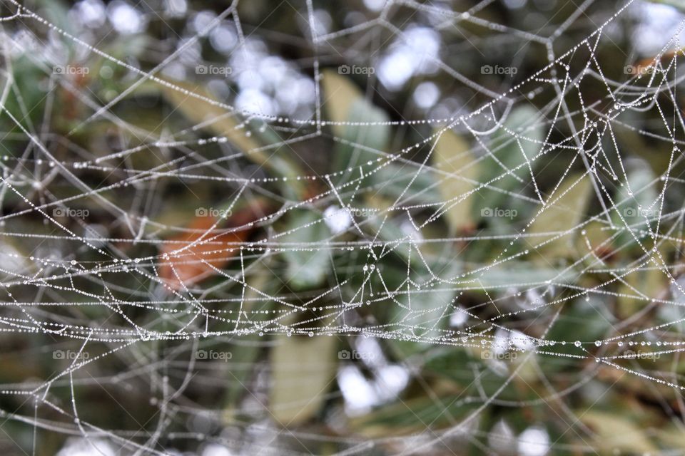 spiderwebs