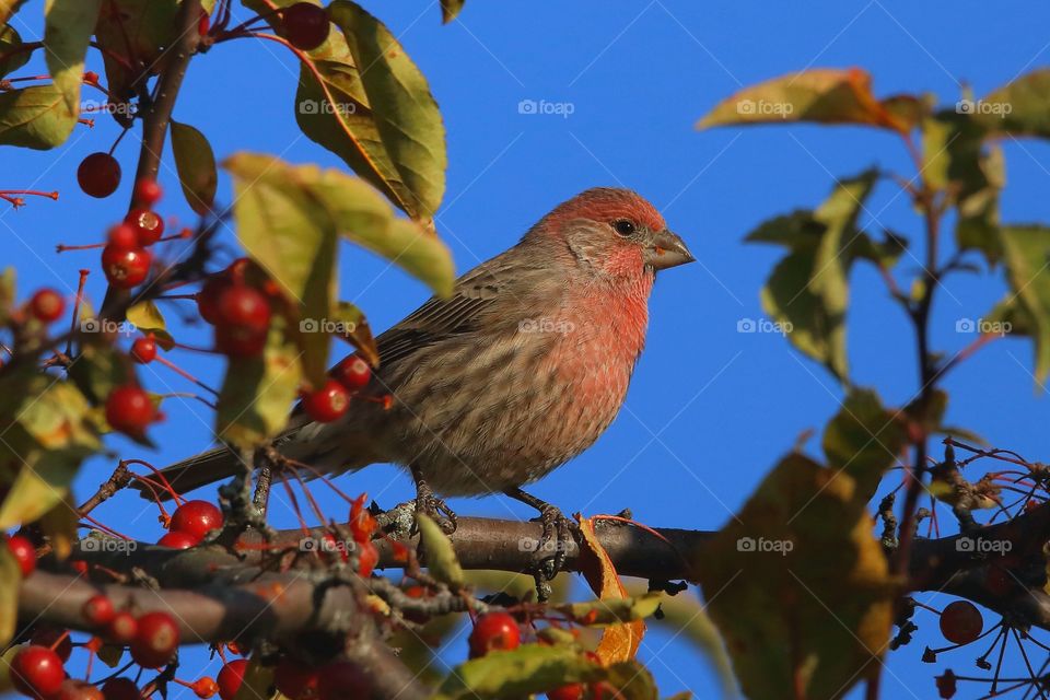 house finch male