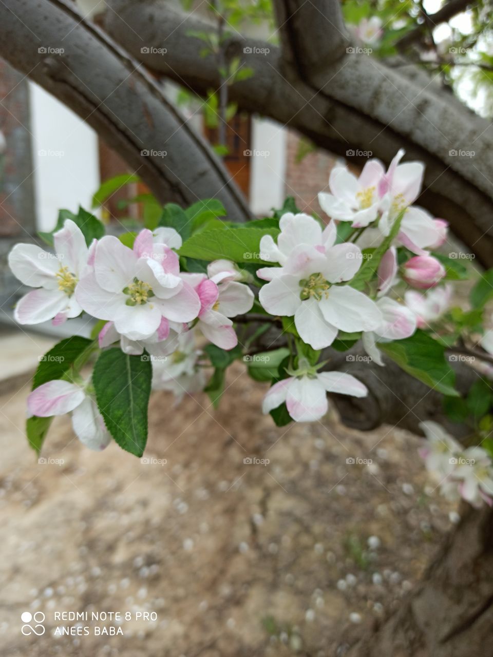 Apple tree blossom in Spring at Apple town Shopian (kashmir valley) IND. Apple produce(Delicious variety) is back bone of Economy of Kashmir valley besides being main employment avenue in Valley.... 
Good Apple crop means good standard of Living.