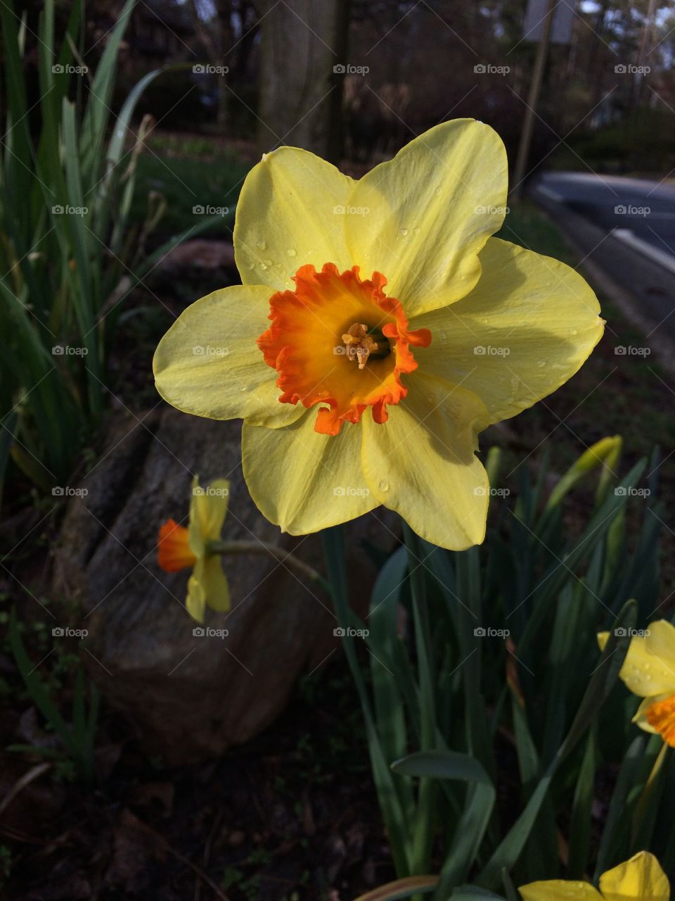 Daffodil 