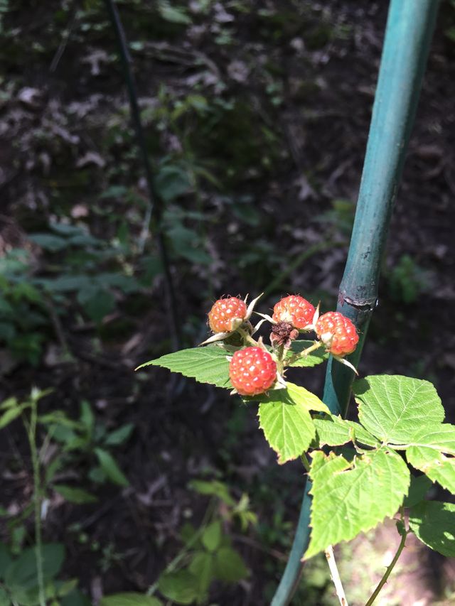 Colorful berries 
