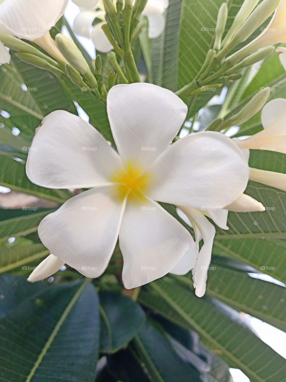 Plumeria