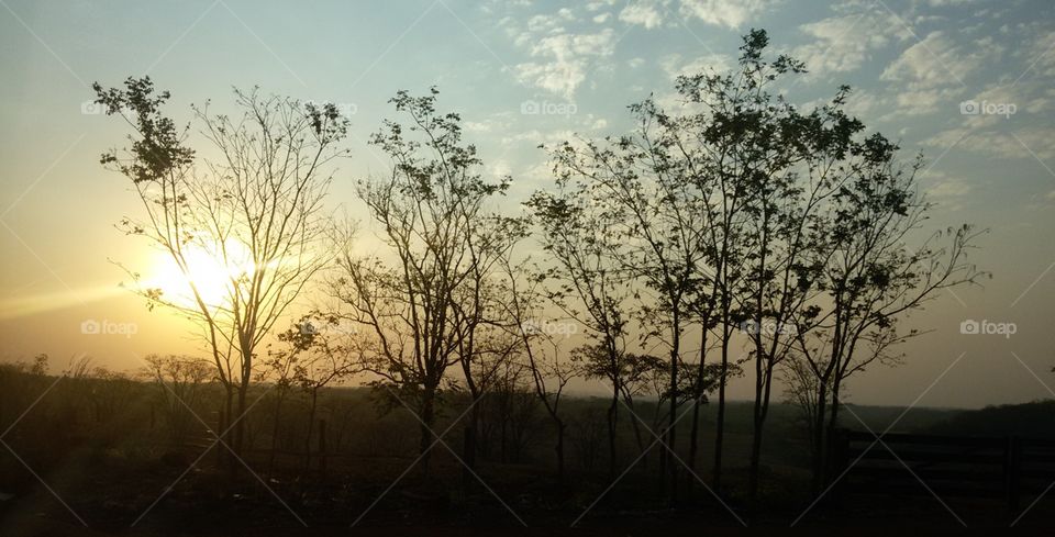 Tree under the evening