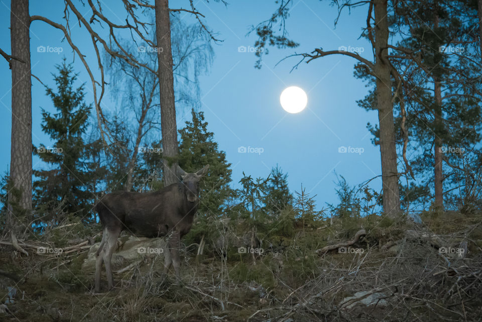 moose and moon