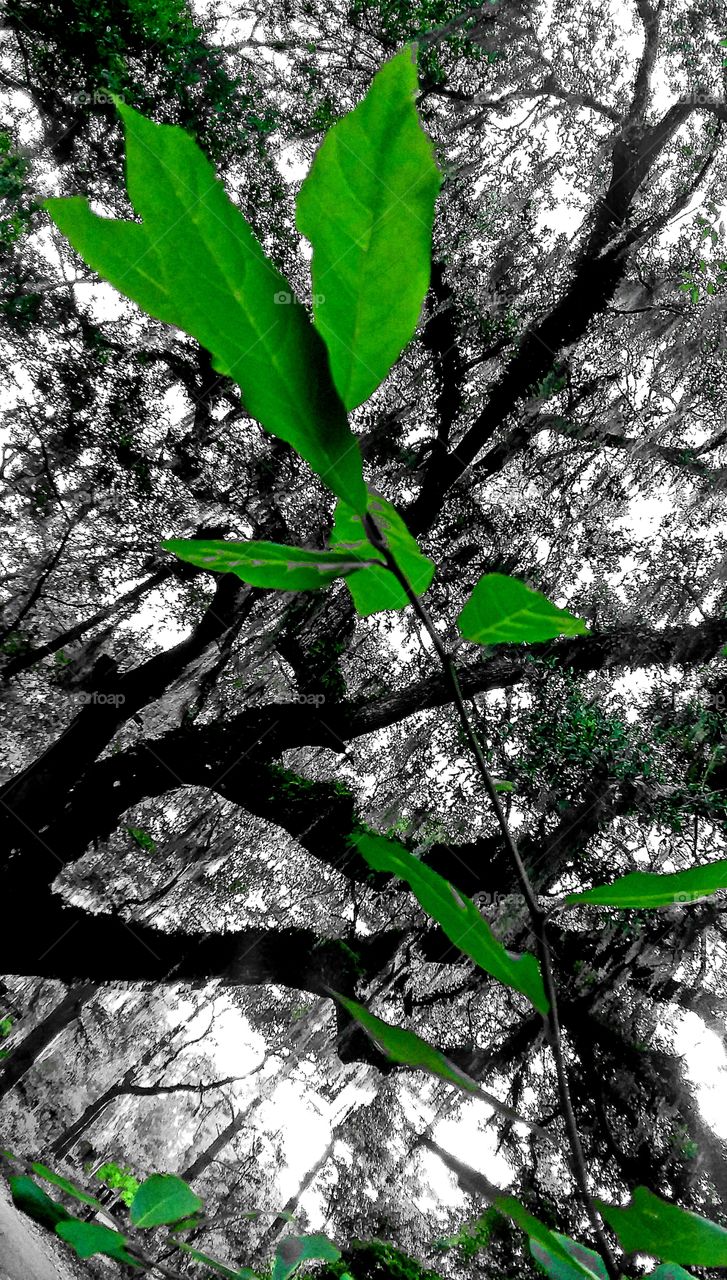 tree branch leaves