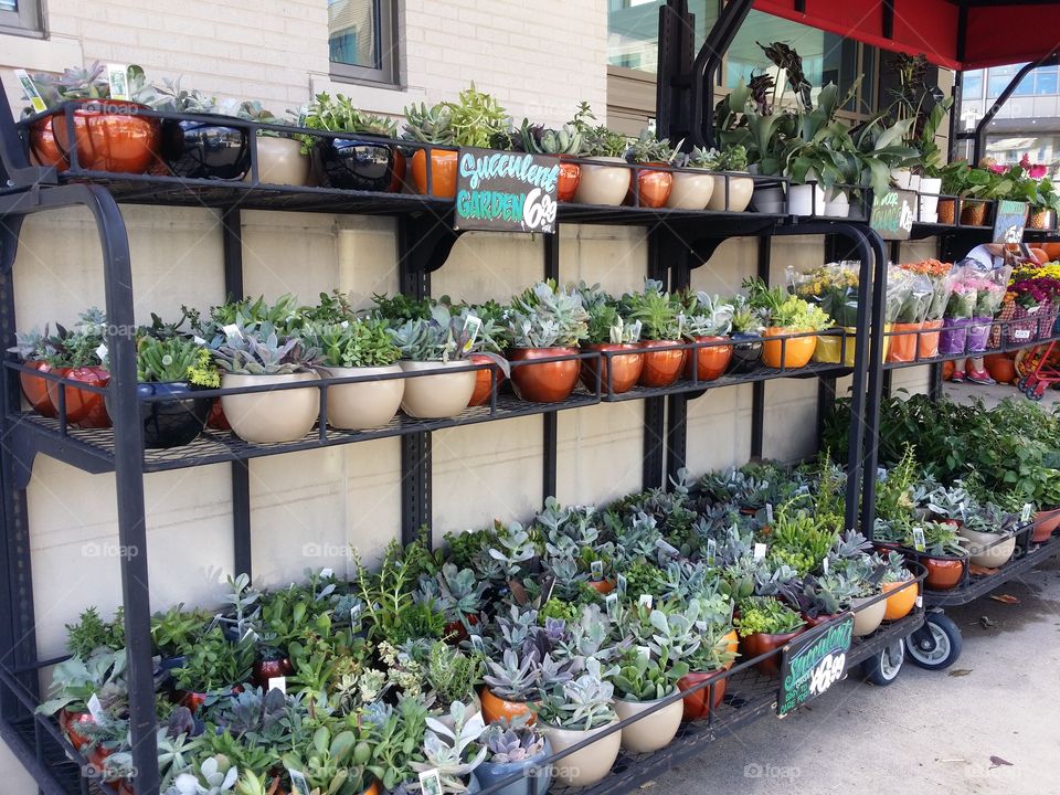 Shopping rack full of garden succulents in pots