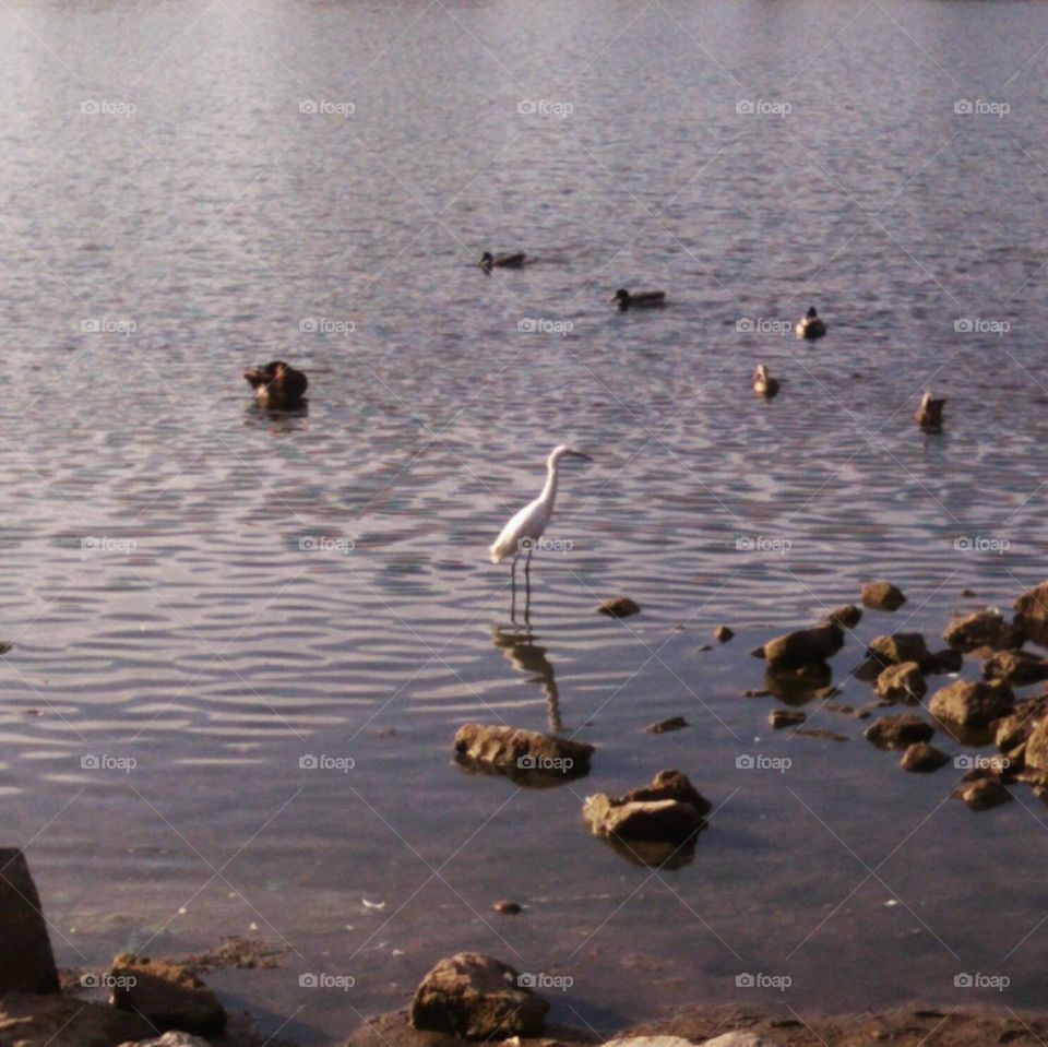 Egret Watches Suspiciously from Lake Murray