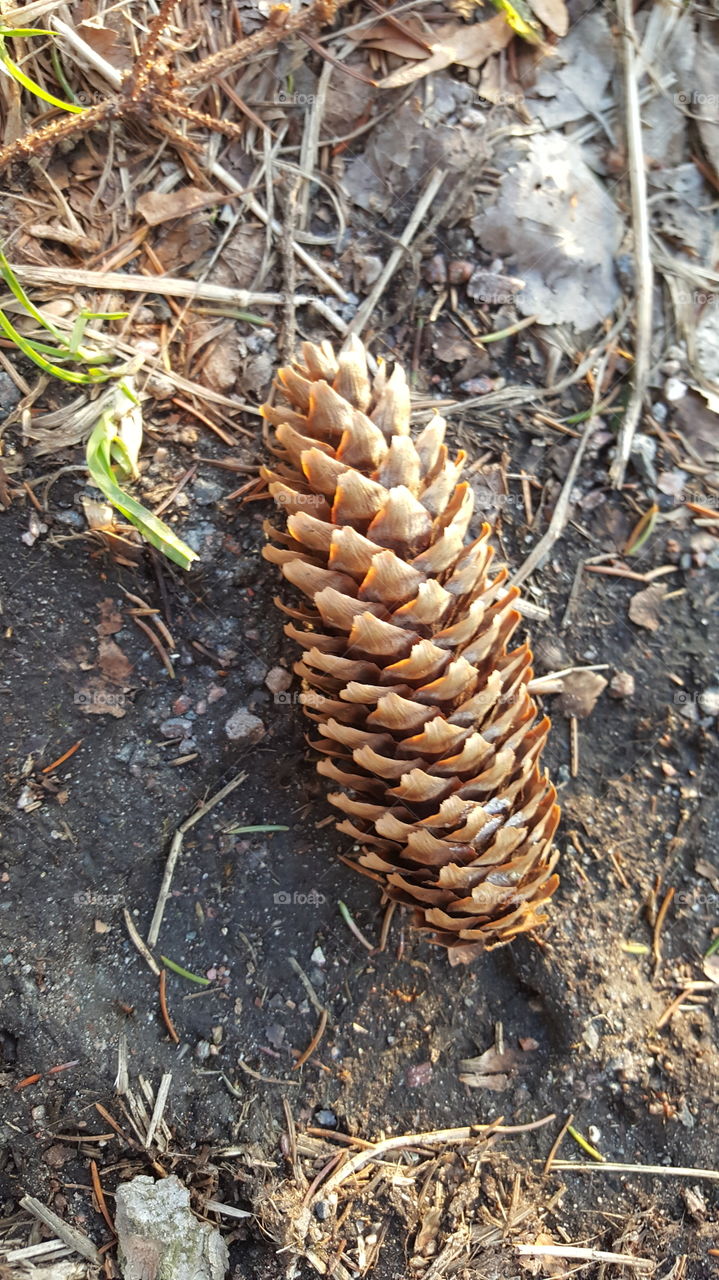 cone