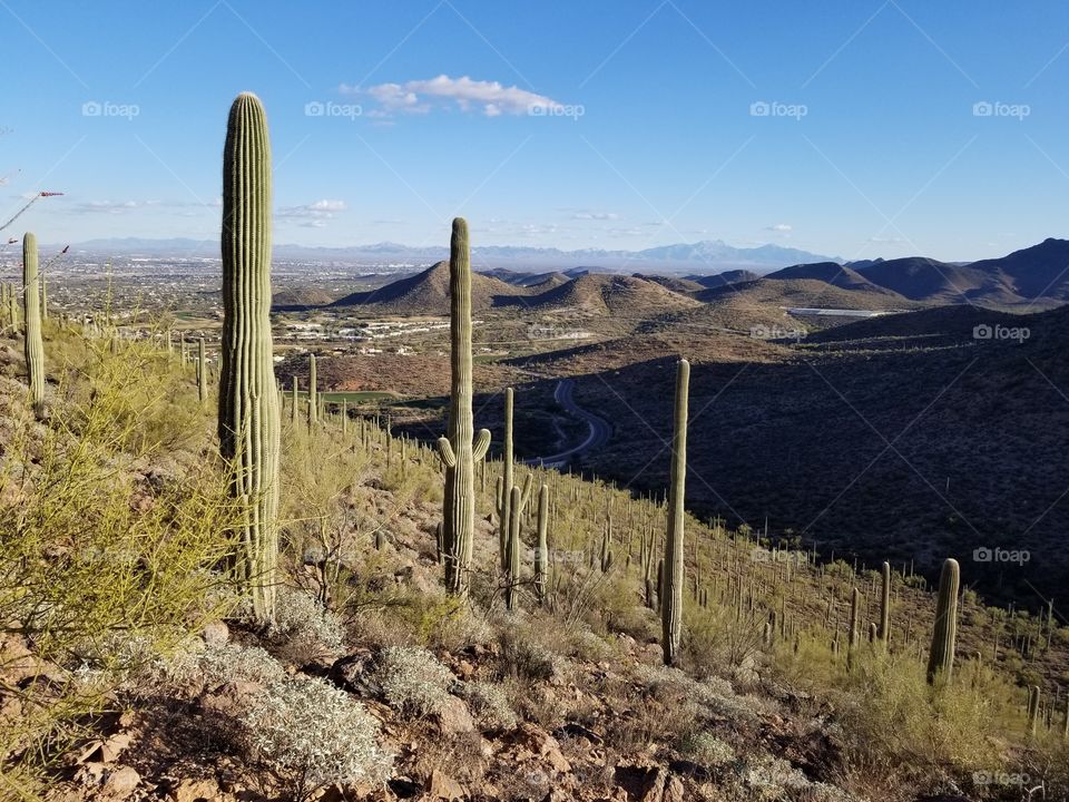 Desert landscape in Tucson,