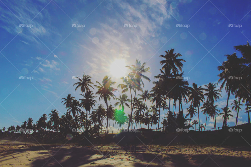 Palm Trees on the Beach in Brazil