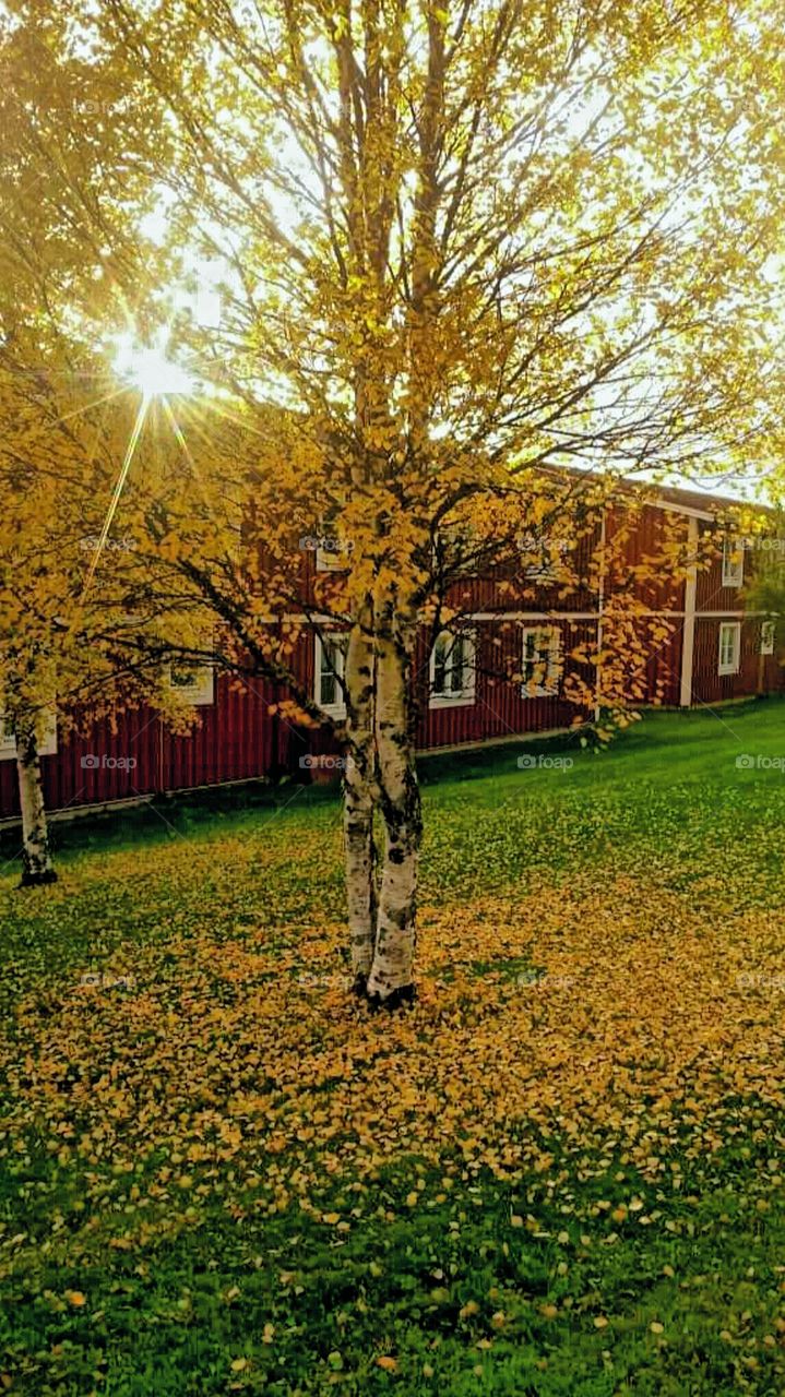 Yellow Autumn! . Beutiful season! 