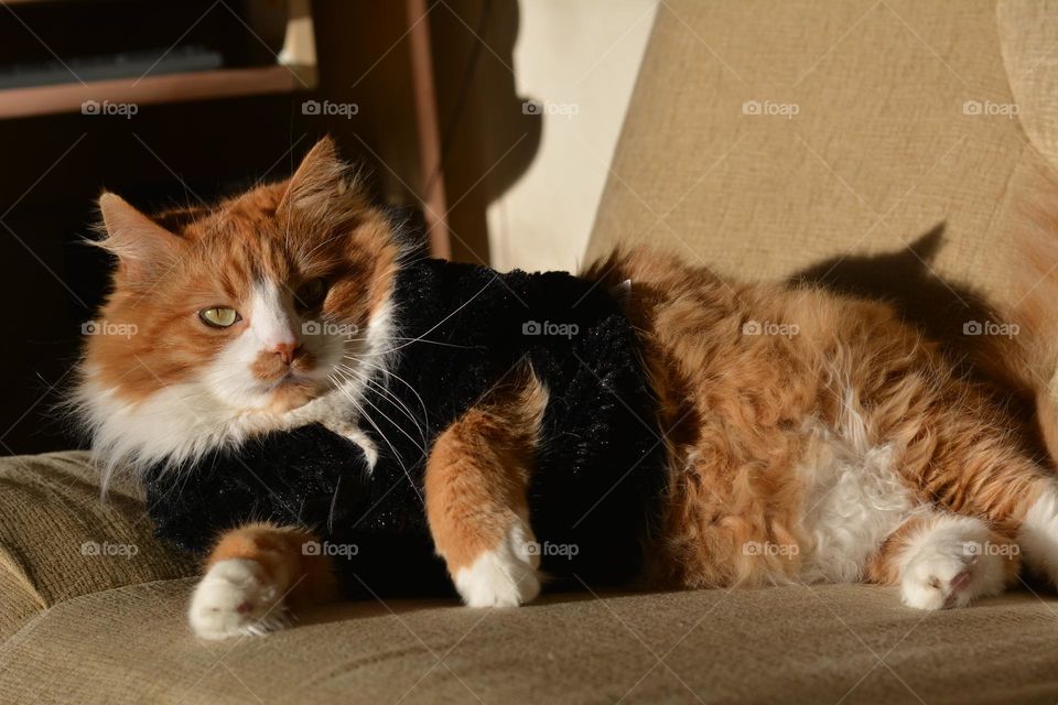 cat relaxing home in sunlight on a sofa, cozy winter