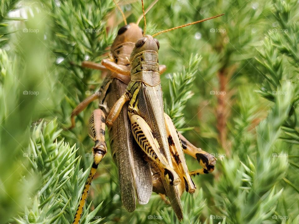 mating grasshoppers