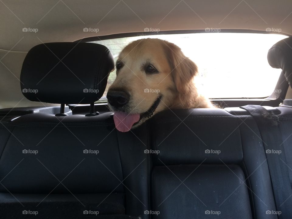 My dog going to the vet