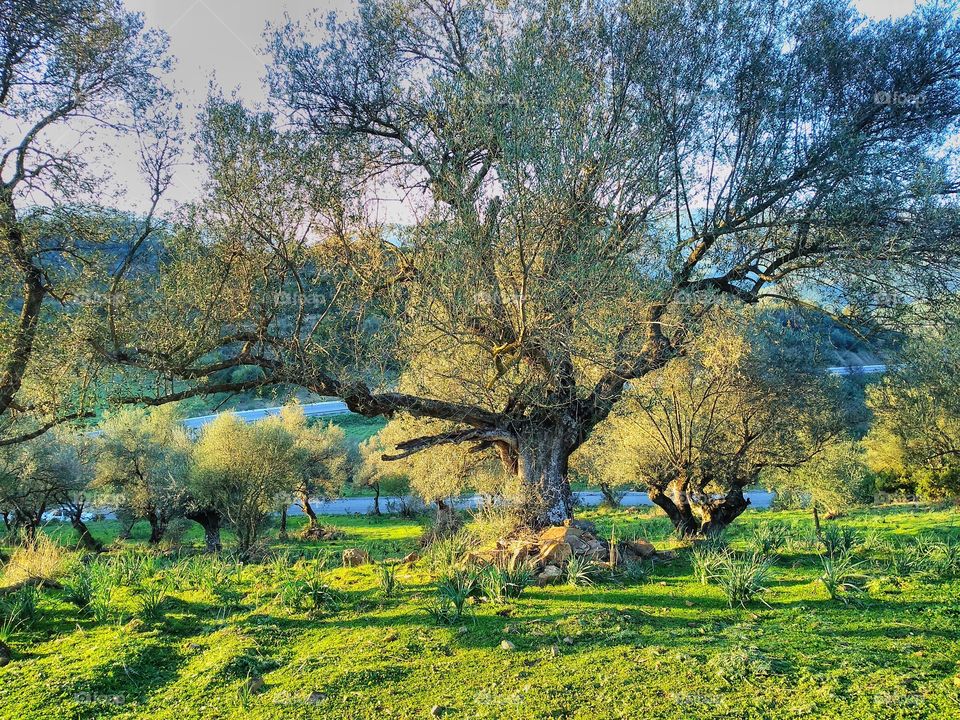 Algeria's olive Tree