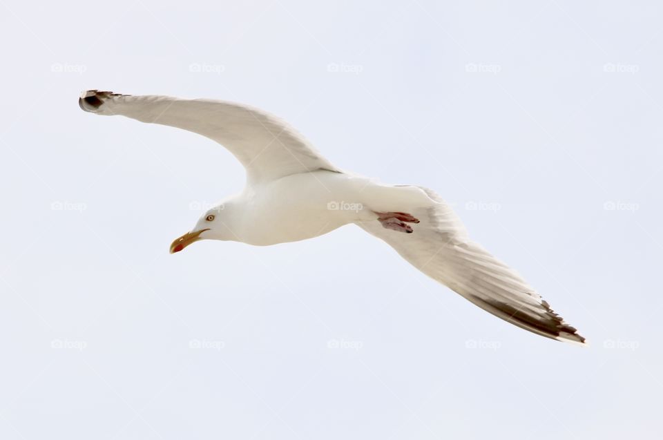 seagull in flight