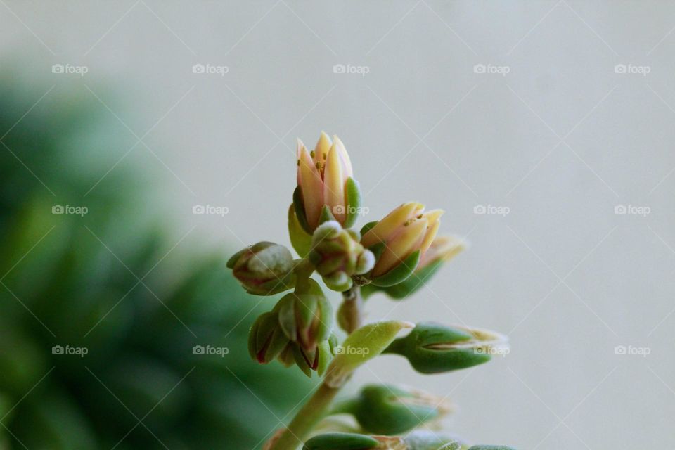 Close-up of a small Flowers 