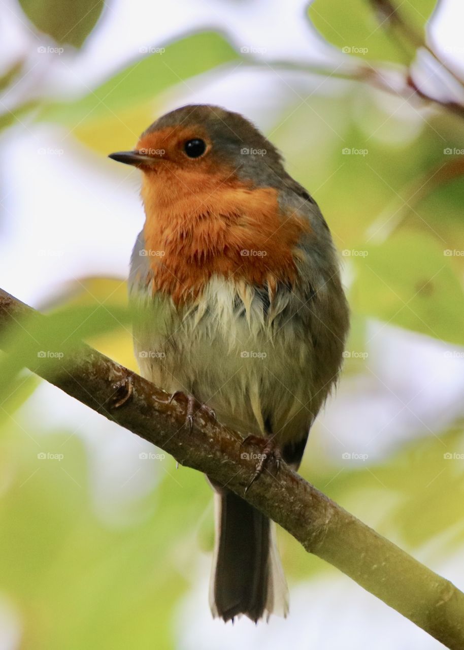 Robin portrait