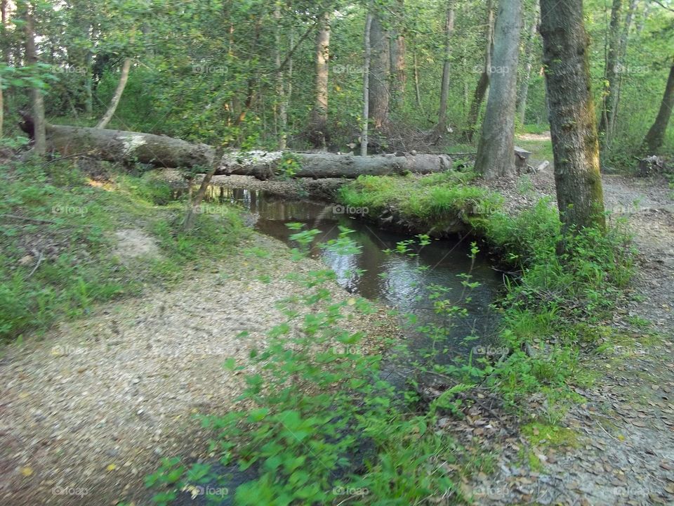 creek in the woods