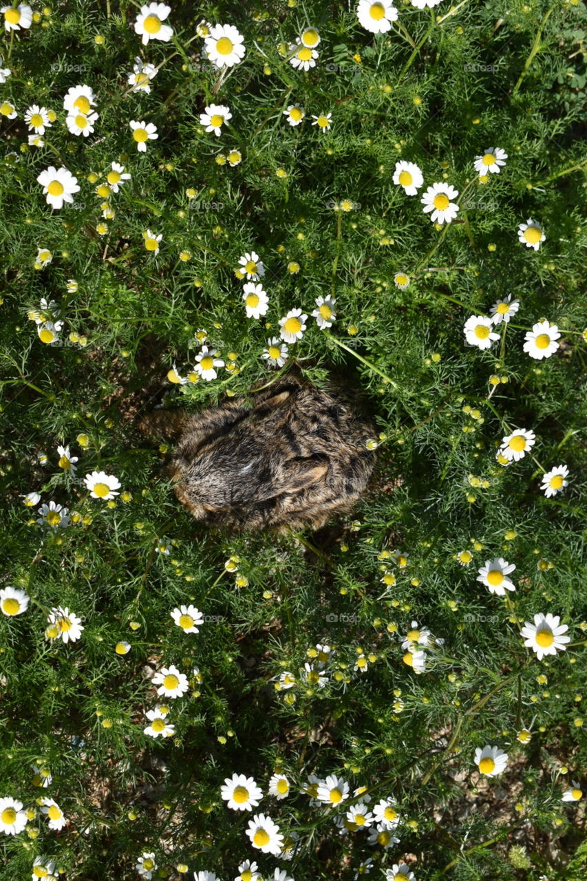 The hare in midle of flowers seen from above
