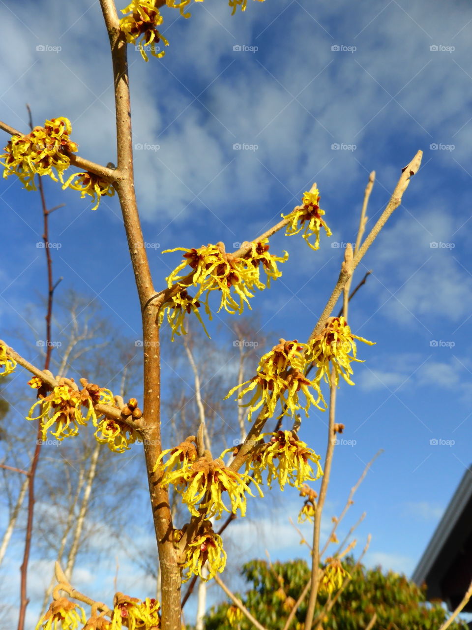 With hazel in bloom