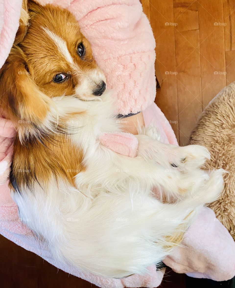 Darling papillon puppy keeping me cozy while I’m in my robe! 