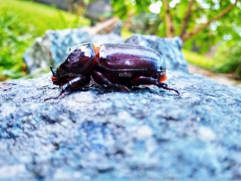 Nettle insect on the rock