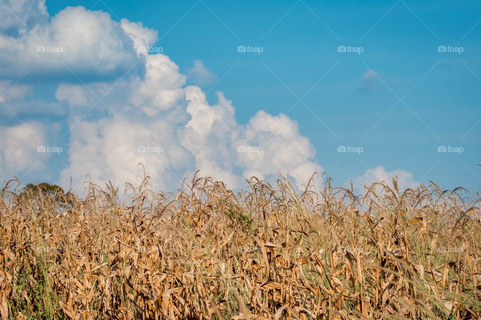 Beautiful field across blue sky on happy day 