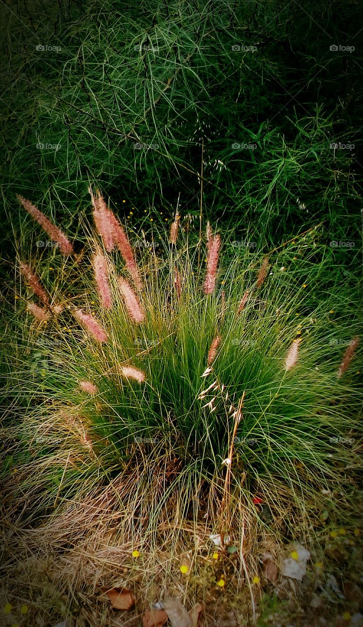 Beautiful nature in summer day