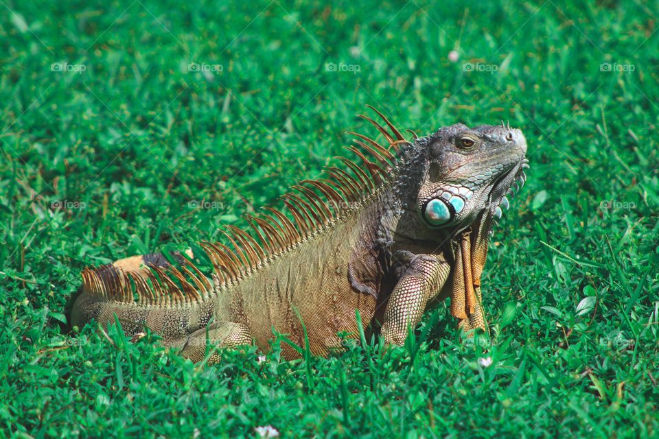 Iguana on grass