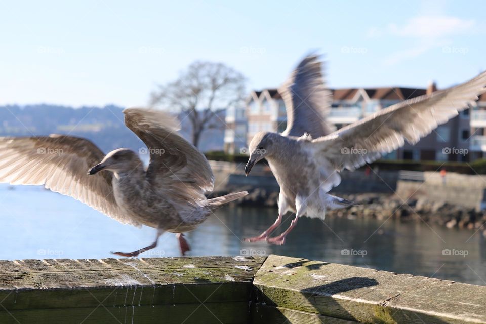 Seagulls landing on a dock 