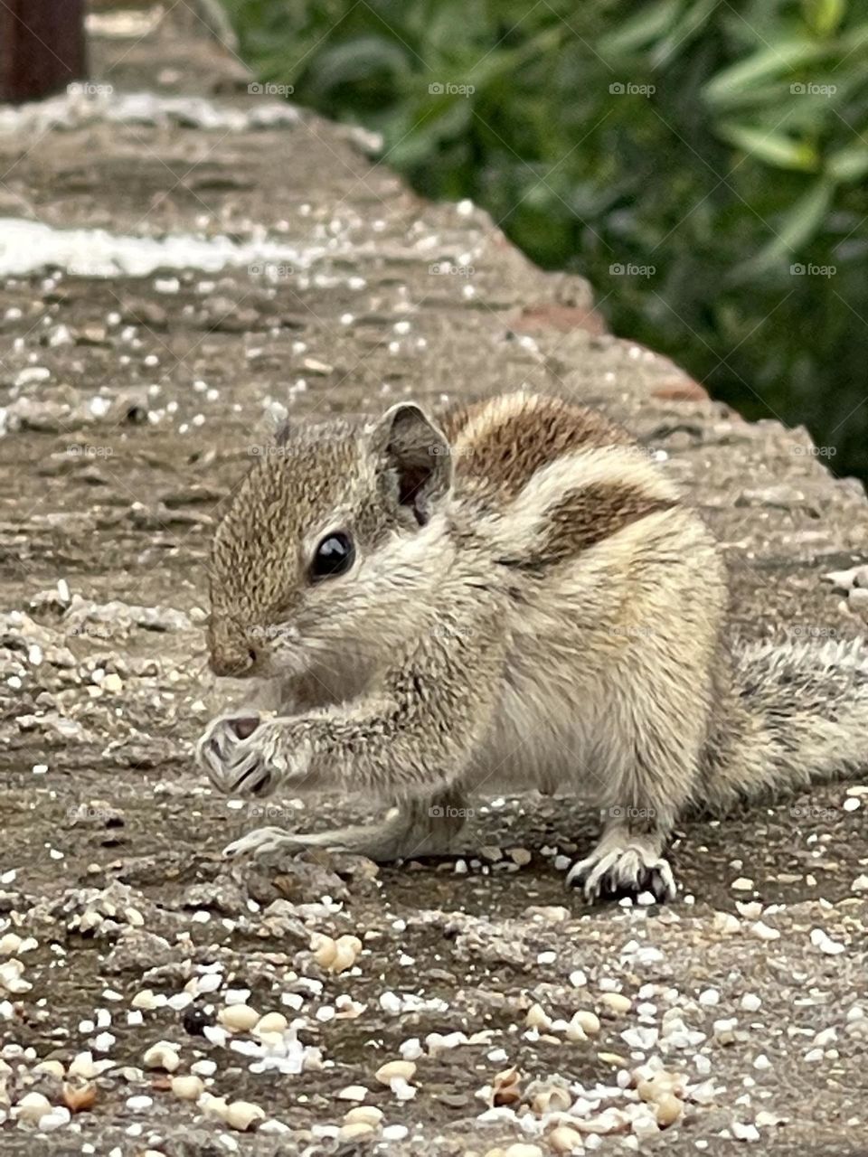 Squirrels with praying 