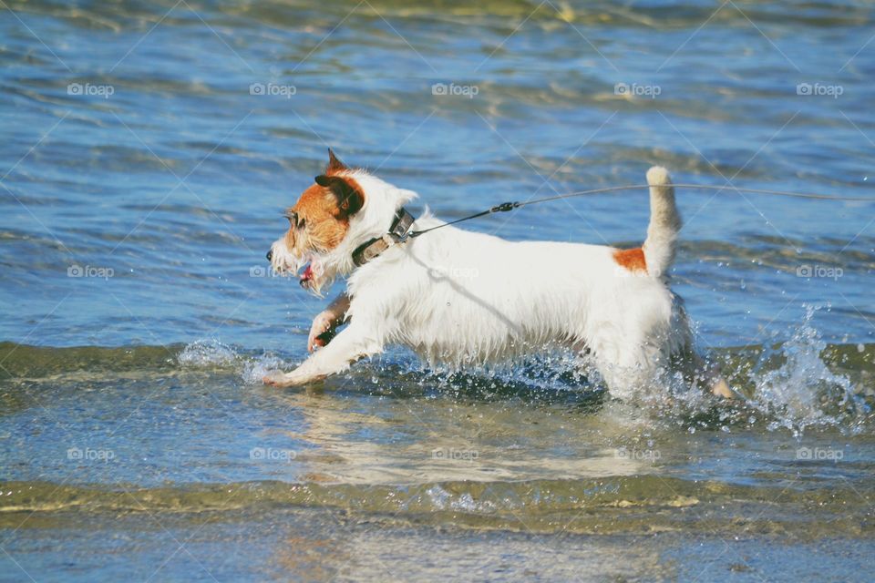 Water, Dog, No Person, Outdoors, One