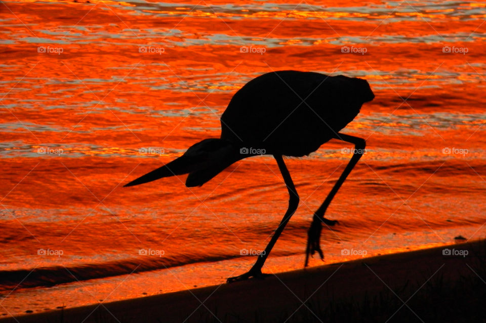 Hunter. Blue heron hunting