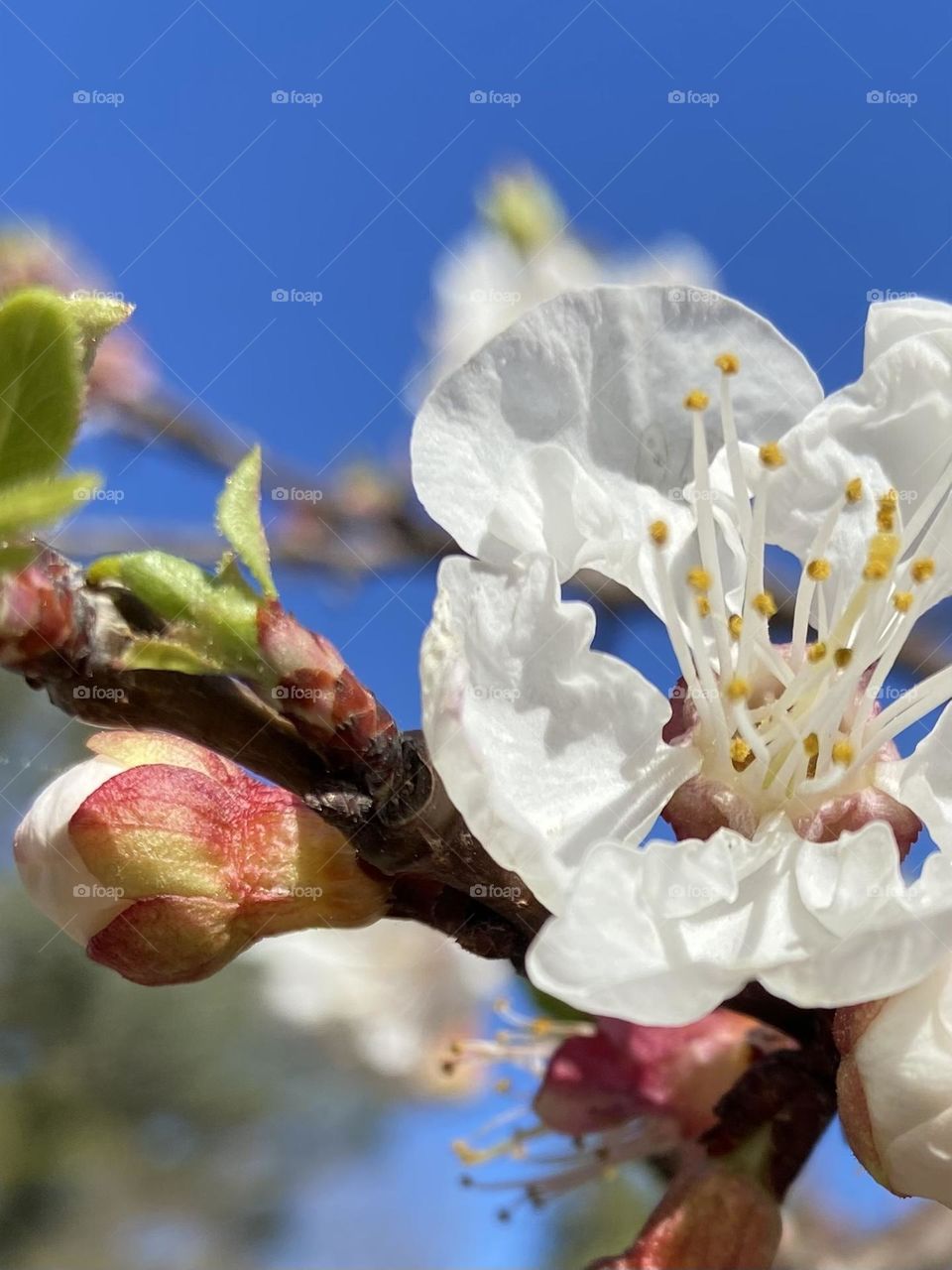 A delicate white flower against a blue sky with new pink buds ready to bloom in the springtime.