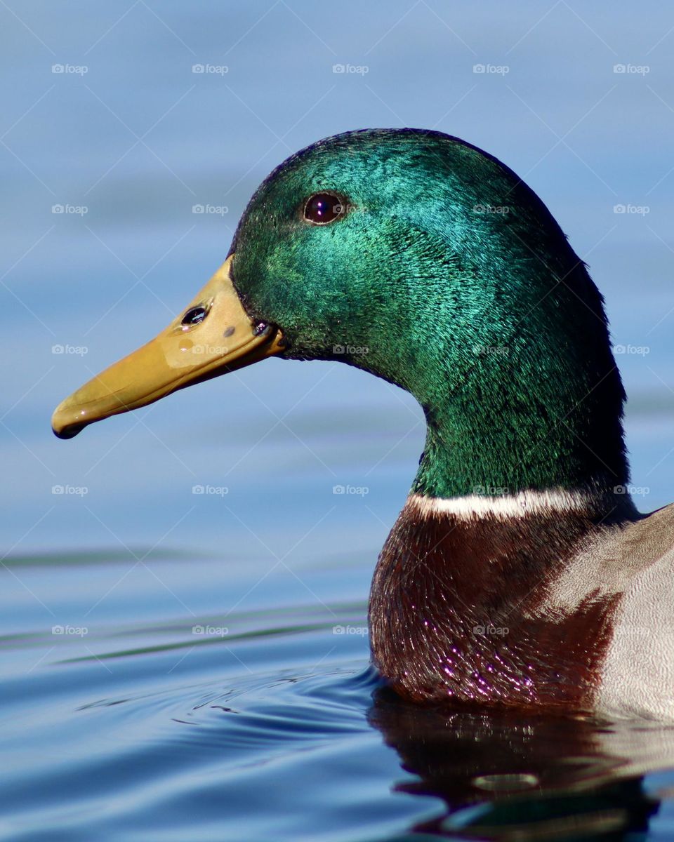 The vibrant green feathers of a mallards head gleam in the sunlight as it swims in a clear, blue lake 