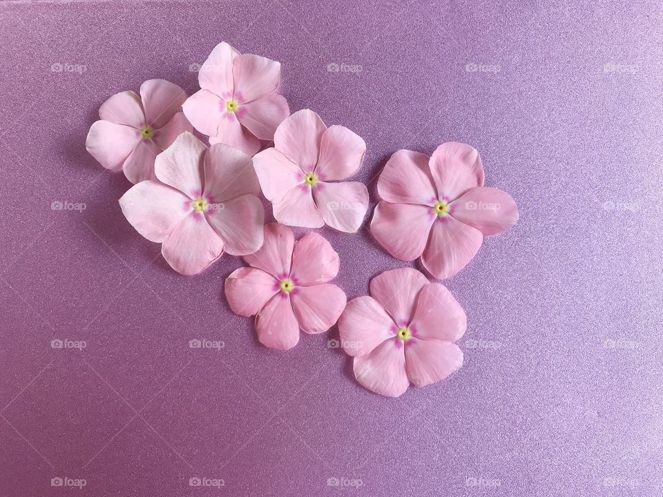 Little pink flowers on a shiny pink background.