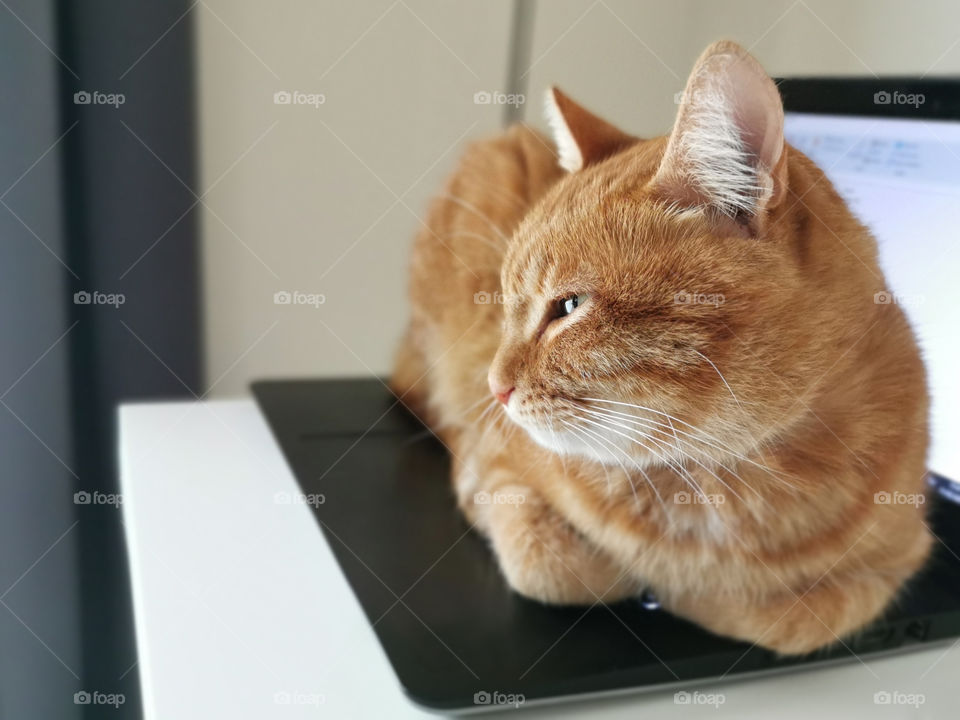 Cat sitting on laptop.