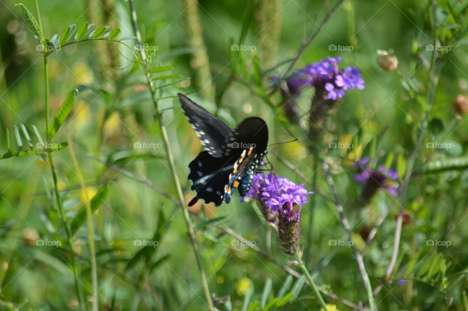 butterfly