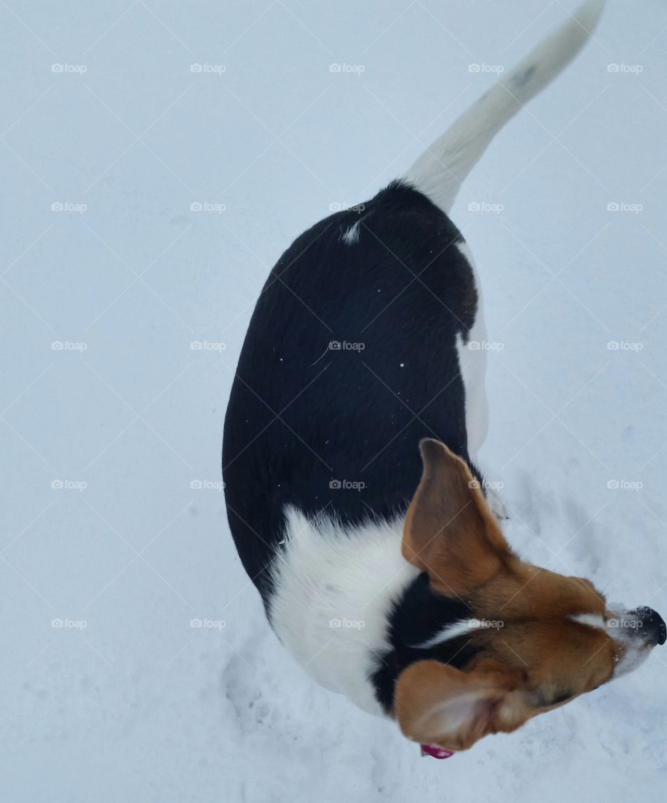 Snow Beagle