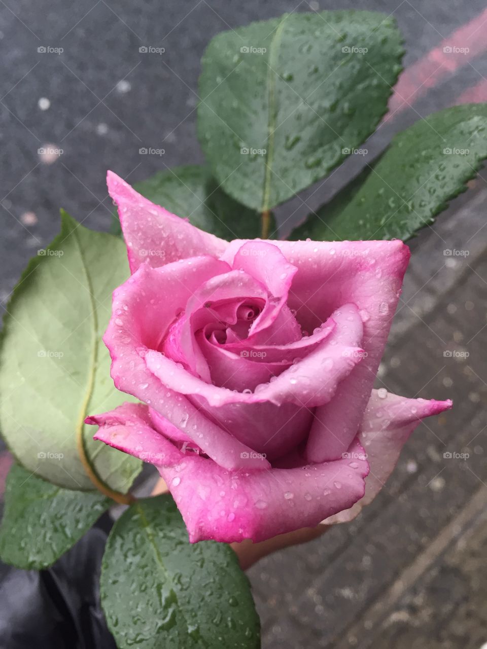 Rose after Rain 